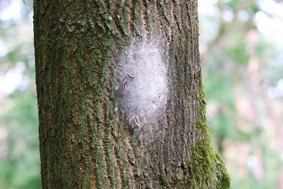 Decoratief plaatje processierups 1