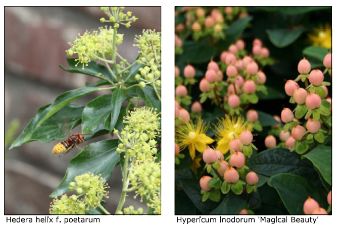 Struiken Admiraalsplein Dordrecht