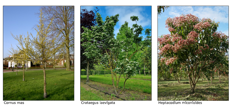 Bomen Admiraalsplein Dordrecht