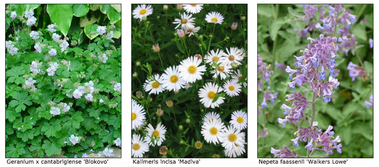 Planten Admiraalsplein Dordrecht