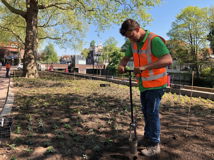 Beplanting van het aangelegde groenvak aan de Vest