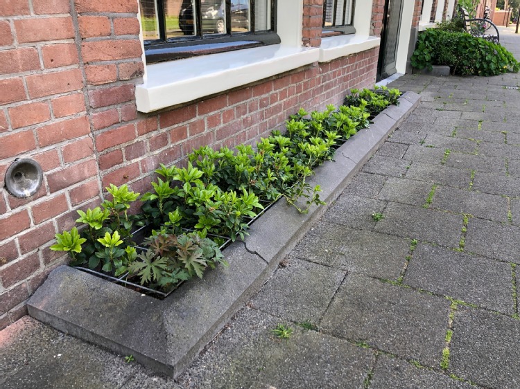 Geveltuintje met planten